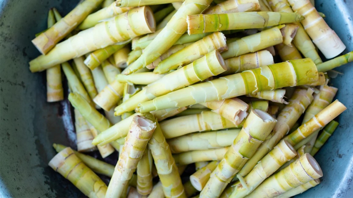 măng tre