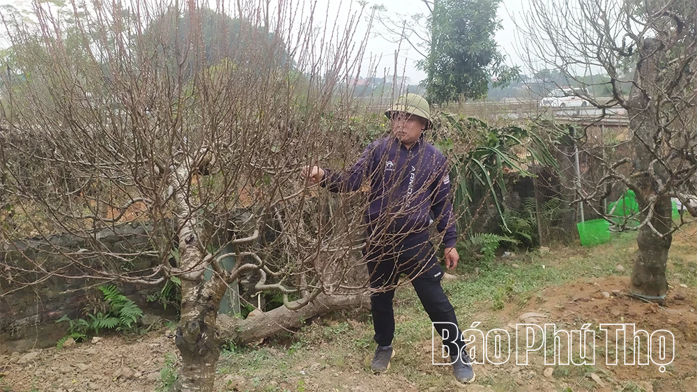 ផ្កាប៉េសឡុងអាន