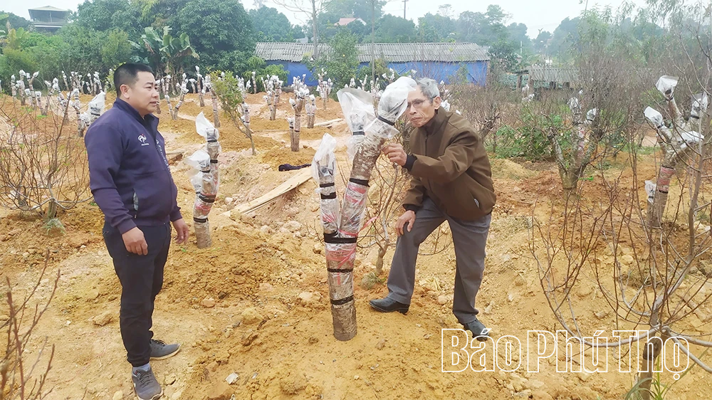 ផ្កាប៉េសឡុងអាន