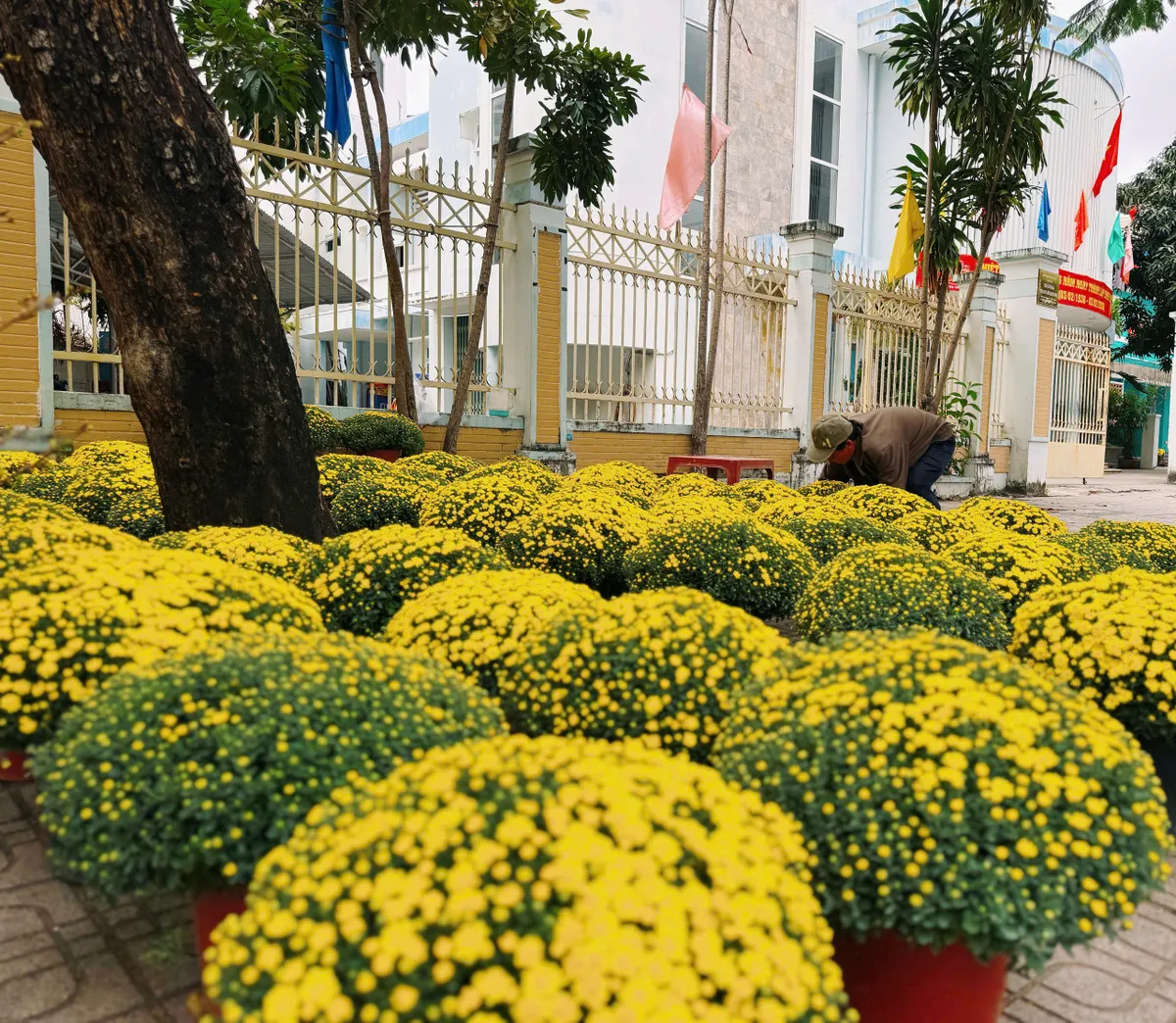 Khánh Hòa: Hoa Tết về, sắc xuân lan tỏa phố biển- Ảnh 3.