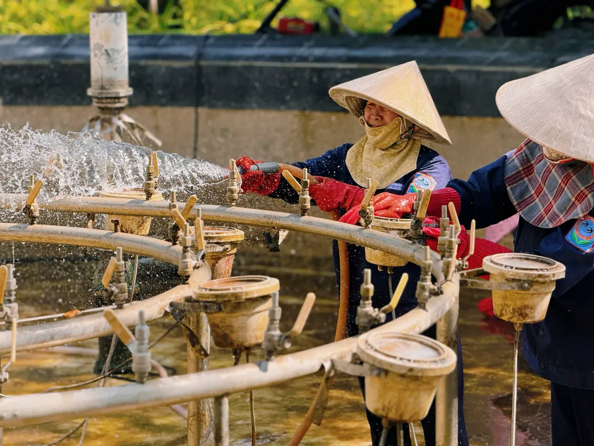 Khánh Hòa: Hoa Tết về, sắc xuân lan tỏa phố biển- Ảnh 9.