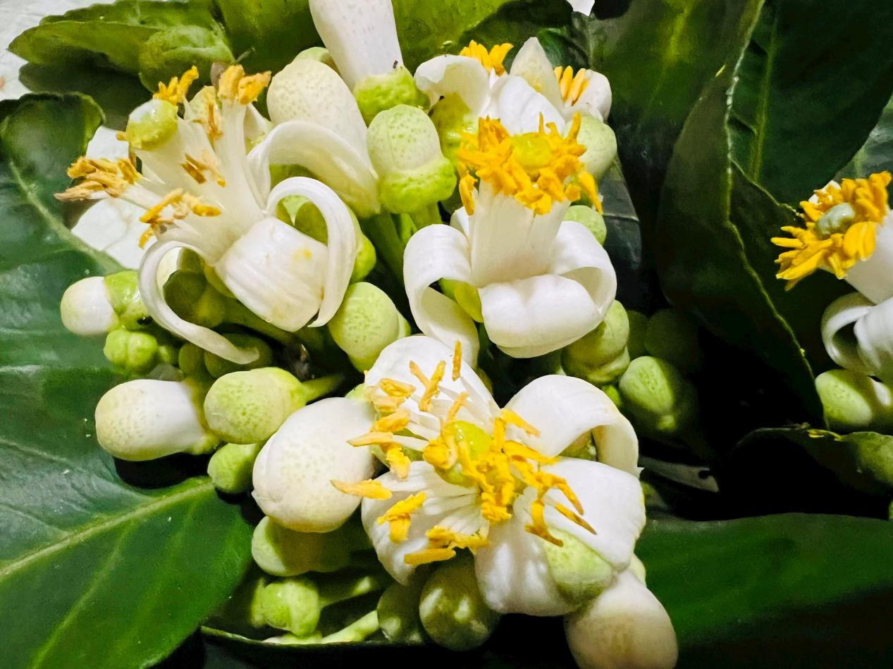 জাম্বুরার ফুল: কিছু অজানা স্বাস্থ্য উপকারিতা - ছবি ১। Hoa bưởi: Những lợi ích sức khỏe ít người biết- Ảnh 1.