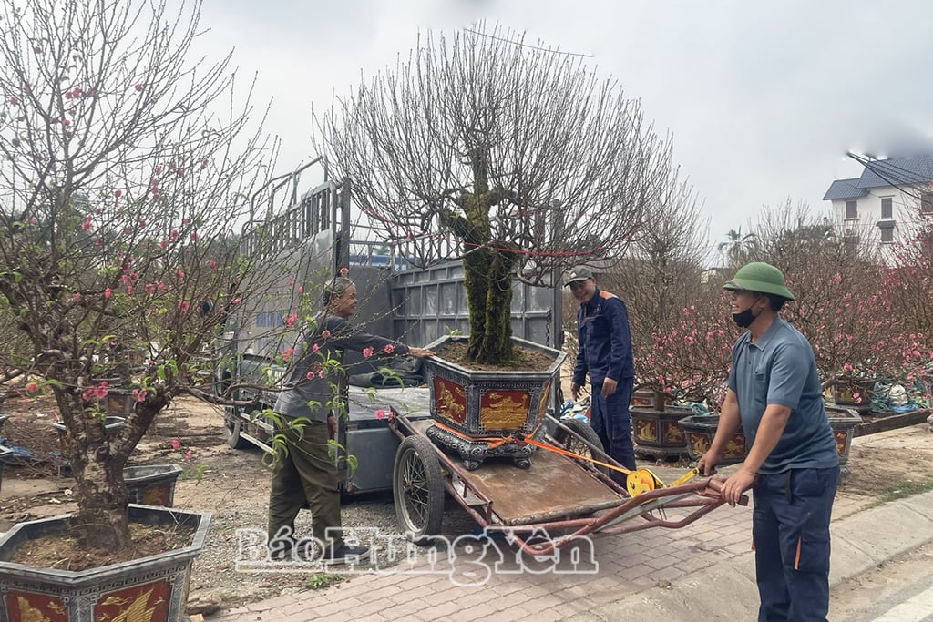 Die Familie von Frau Phung Thi Tuyet transportiert Pfirsiche, um sie an Kunden zu verkaufen.