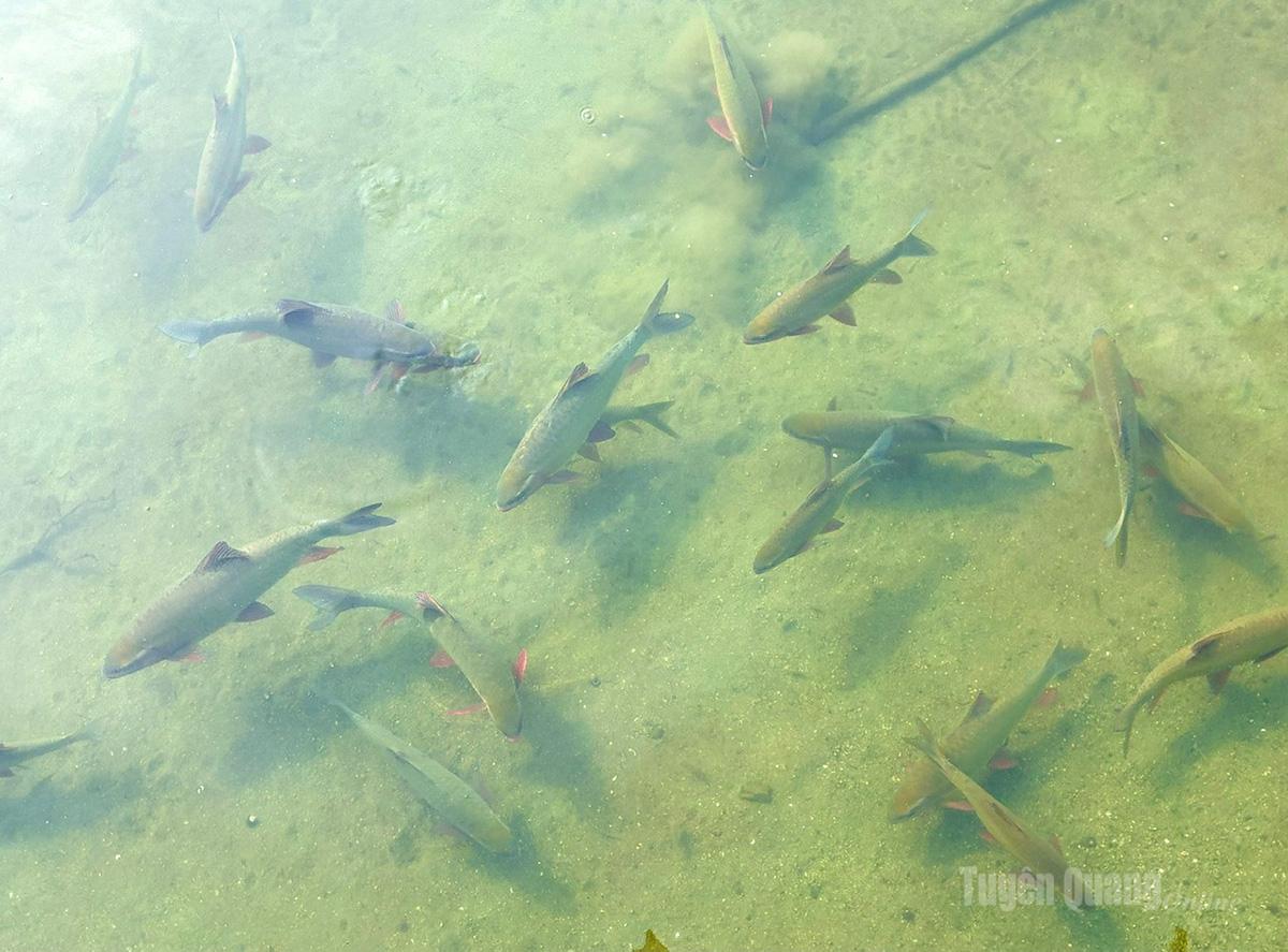 Der Bỗng-Fisch gedeiht normalerweise in kühlem, klarem Wasser aus Gebirgsbächen.