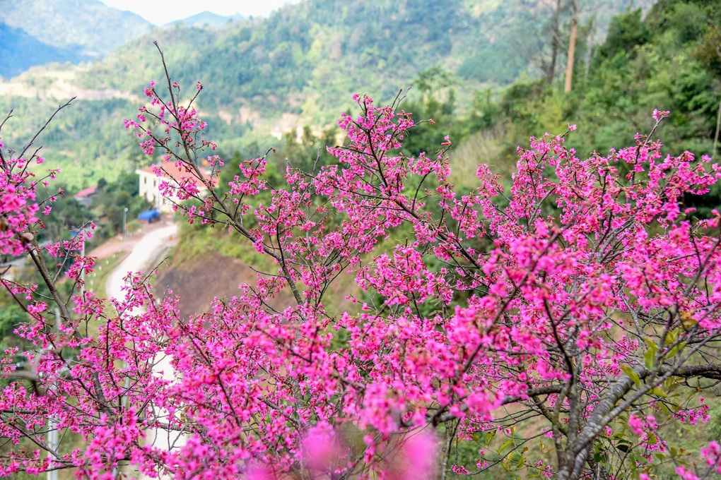 Con i suoi vivaci fiori di pesco lungo il confine, Lang Son ospita un festival di due mesi per dare il benvenuto ai turisti.