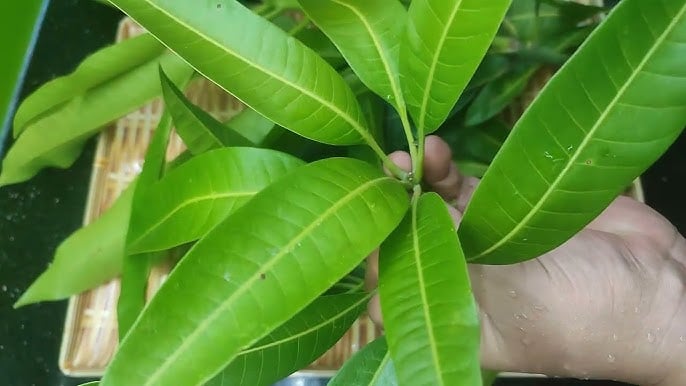 Una tipologia di foglia comune che aiuta a stabilizzare la glicemia - Immagine 1. Loại lá quen thuộc hỗ trợ ổn định đường huyết- Ảnh 1.