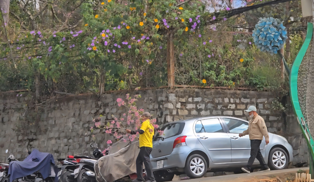 Công an mời làm việc người đàn ông chặt mai anh đào Đà Lạt- Ảnh 1.