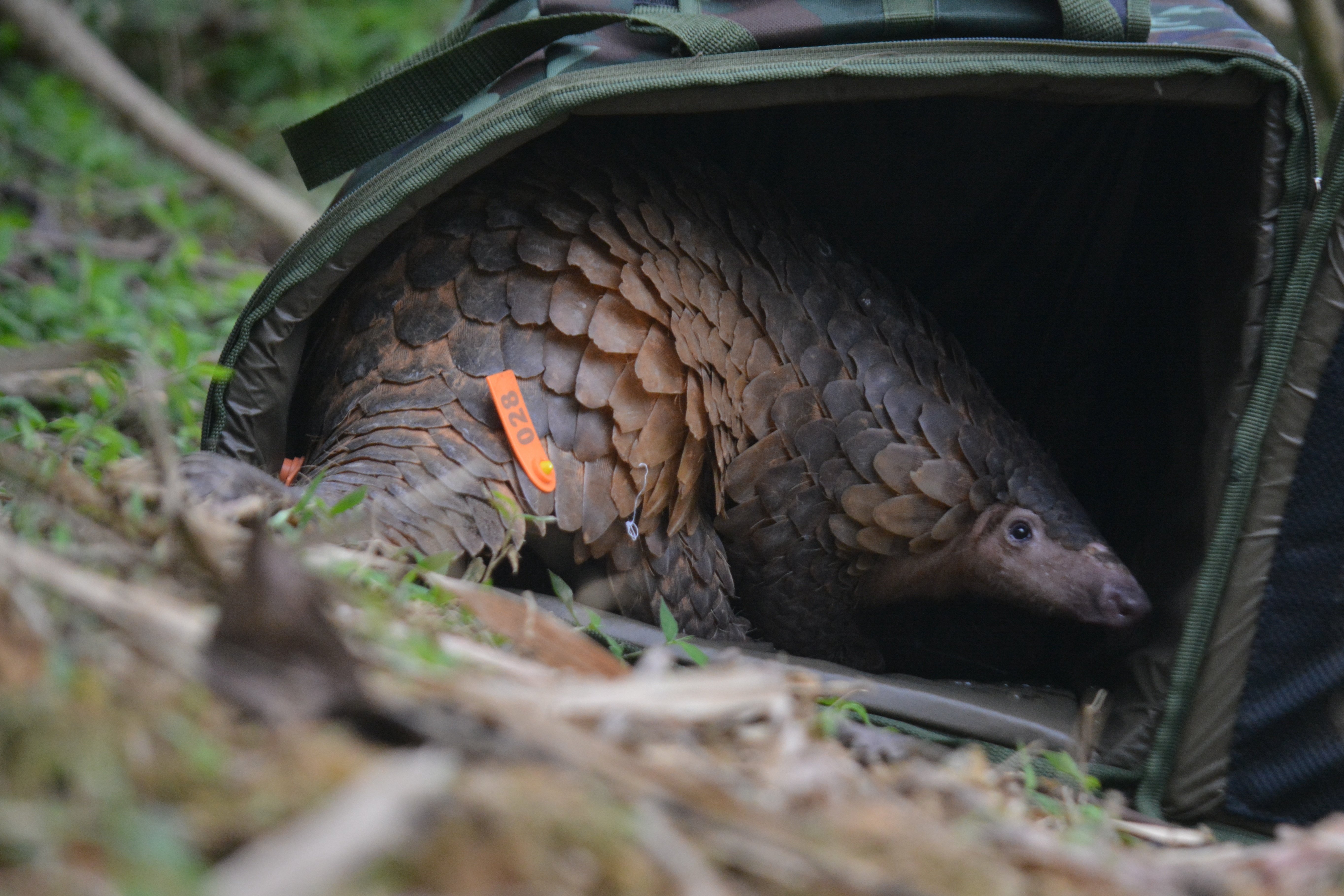 pangolin (image 1) te te anh 1