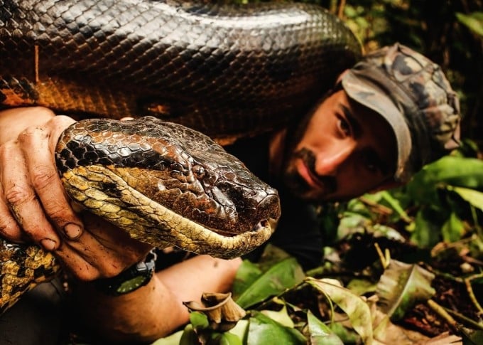 Paul una volta si è imbattuto in un'anaconda lunga quasi 6 metri. Foto: Paul Rosolie