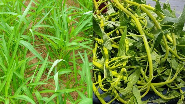 Ăn loại rau xanh này có thể sẽ hỗ trợ phòng ngừa đột quỵ - Ảnh 3.