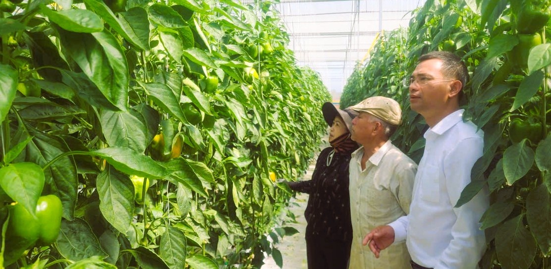 Mô hình vay vốn Agribank đầu tư sản xuất nông nghiệp công nghệ cao của ông Trần Sơn Tây (giữa) ở xã Tân Hội.