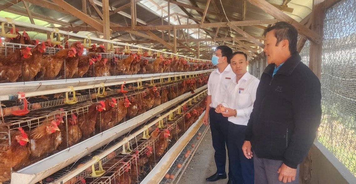Trang trại chăn nuôi của ông Lê Quốc Viện (ngoài cùng bên phải) đã và đang được tiếp sức từ Agribank Chi nhánh Lâm Đồng II.