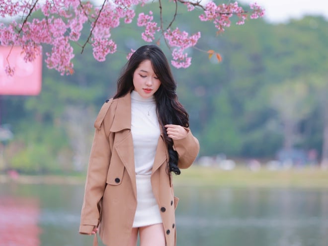 뜻밖에도 벚꽃이 달랏을 분홍빛으로 물들였고, 관광객들은 들뜬 마음으로 체크인을 했다 - 사진 7.