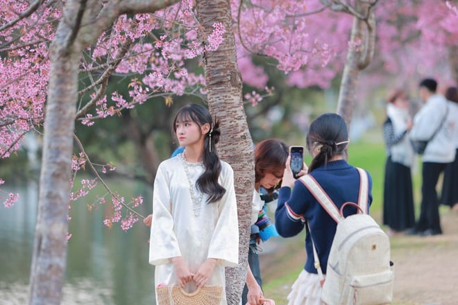 뜻밖에도 벚꽃이 달랏을 분홍빛으로 물들였고, 관광객들은 들뜬 마음으로 체크인을 했다 - 사진 9.