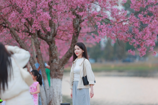 뜻밖에도 벚꽃이 달랏을 분홍빛으로 물들였고, 관광객들은 들뜬 마음으로 체크인을 했다 - 사진 10.