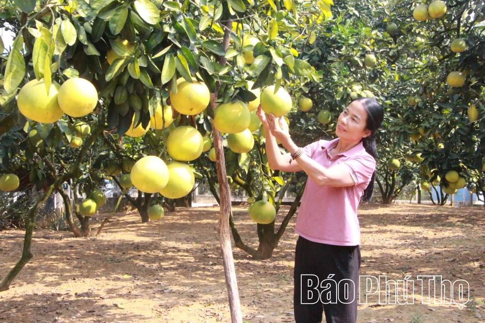 Édes és illatos pomelo Van Dontól
