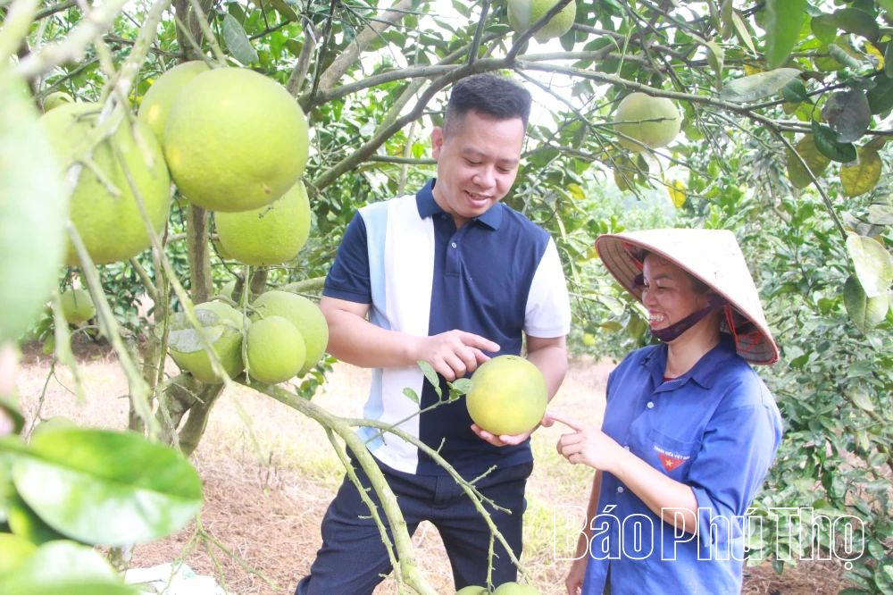 Édes és illatos pomelo Van Dontól