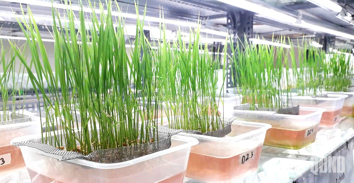 يتم البحث عن أصناف الأرز المعدلة وراثيًا وتربيتها في معهد فيتنام لعلم الوراثة الزراعية.