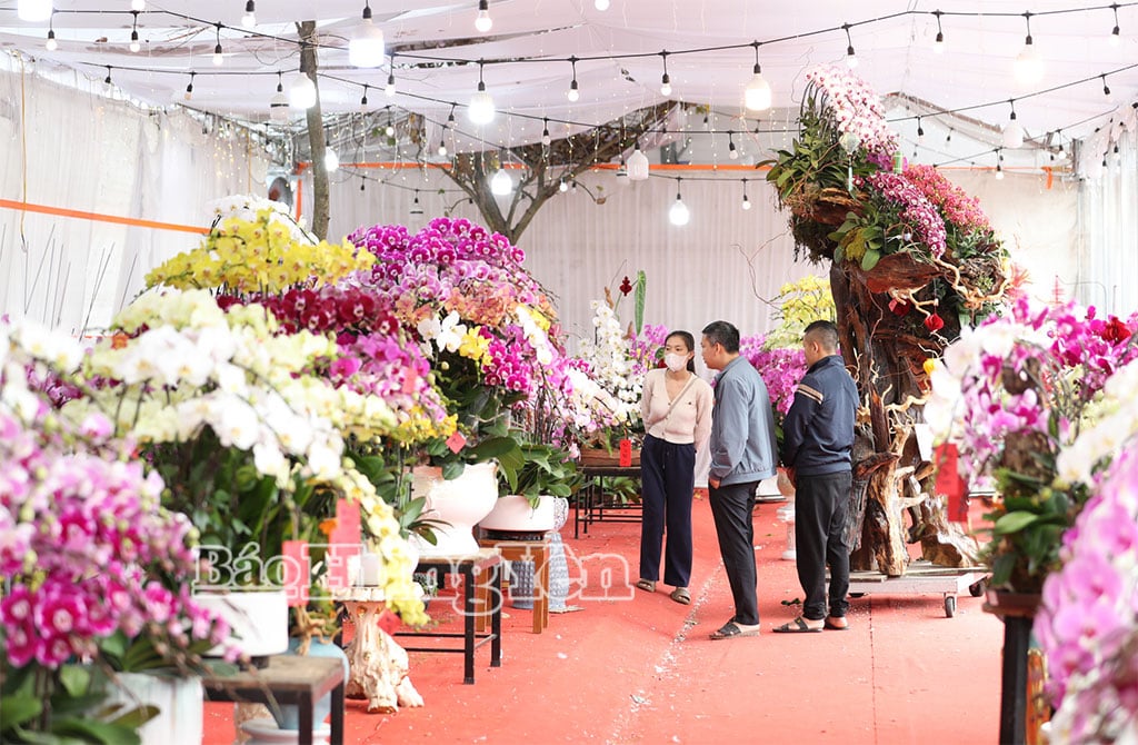 Die Kunden kommen, um die Orchideentöpfe zu bewundern und sich die schönsten auszusuchen.