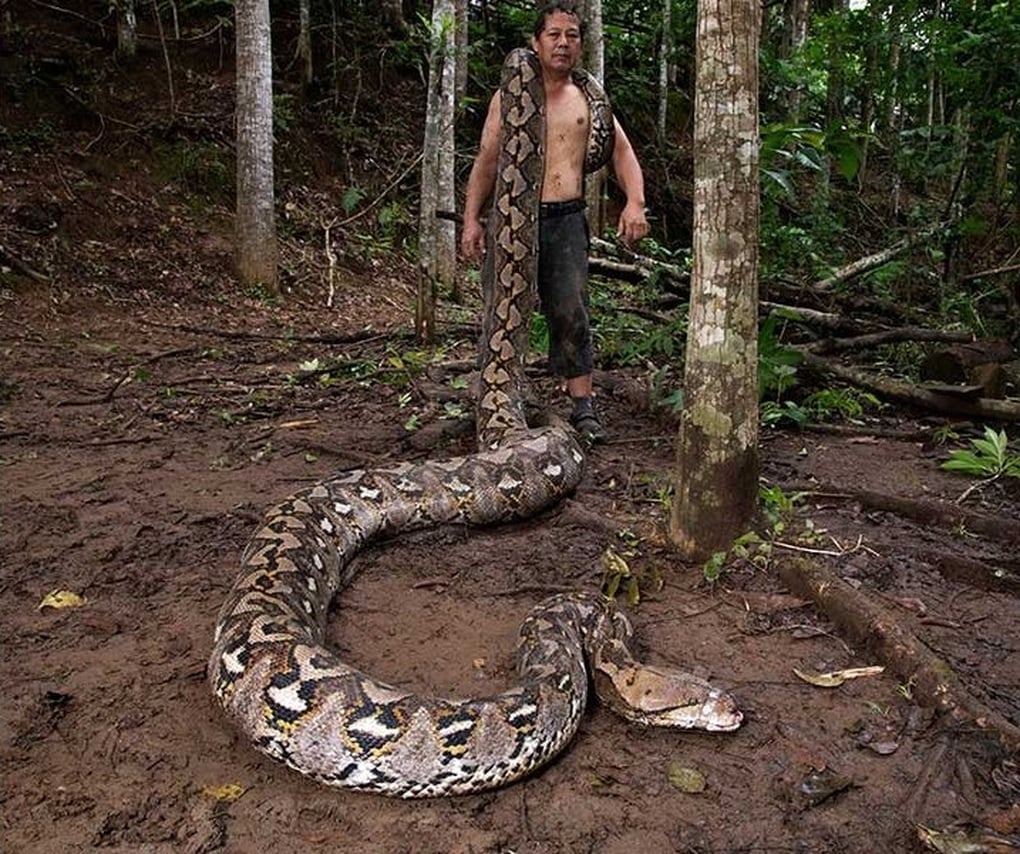 この野生のニシキヘビの巨大な体躯は、世界最長のニシキヘビの記録を樹立した。