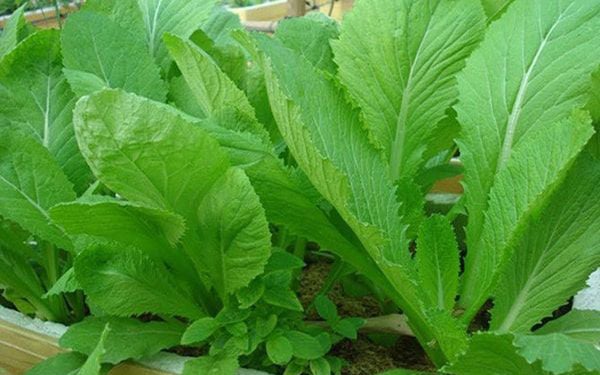 Cải canh: Cây rau, vị thuốc chữa ho tiêu độc