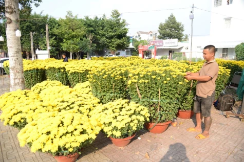 В честь Тета (Лунного Нового года) улицы заполонили цветы и декоративные растения.