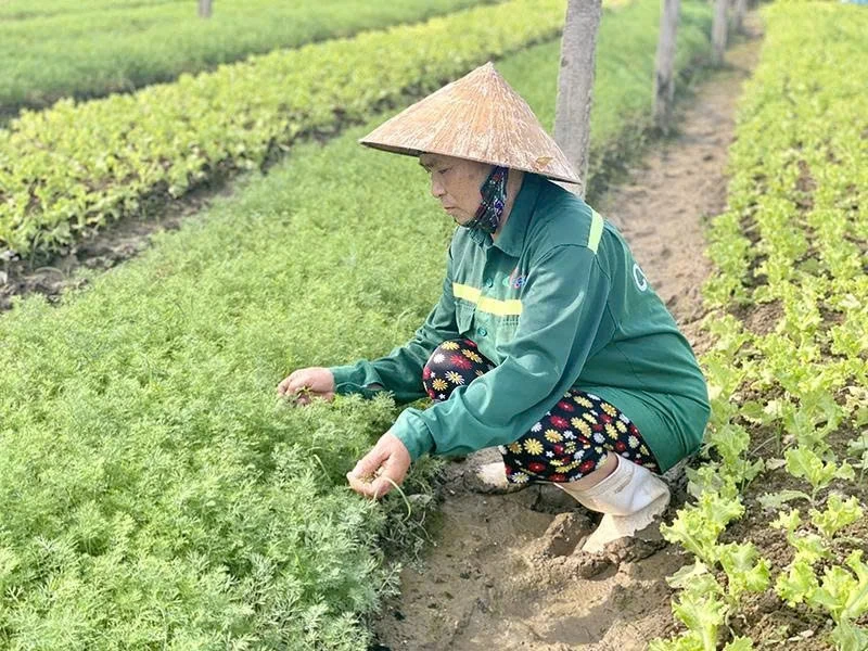 Los agricultores protegen los cultivos y el ganado del frío. – Vietnam.vn