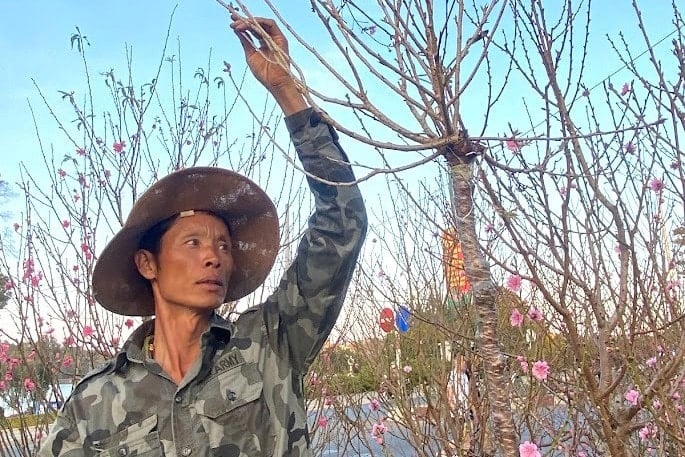 Bunga pic yang meriah sedang dipelihara dan dijaga di dusun pic di seluruh komune Hiep Thanh, wilayah Lam Dong.