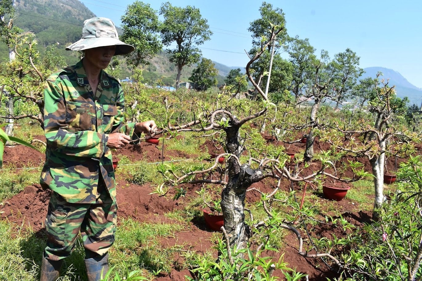 Petani Tran Van Toan telah menghabiskan lebih 30 tahun menyempurnakan teknik cantuman dahan bunga pic berkelopak dua dari Nhat Tan ke batang akar bunga pic berkelopak tunggal dari Da Lat.