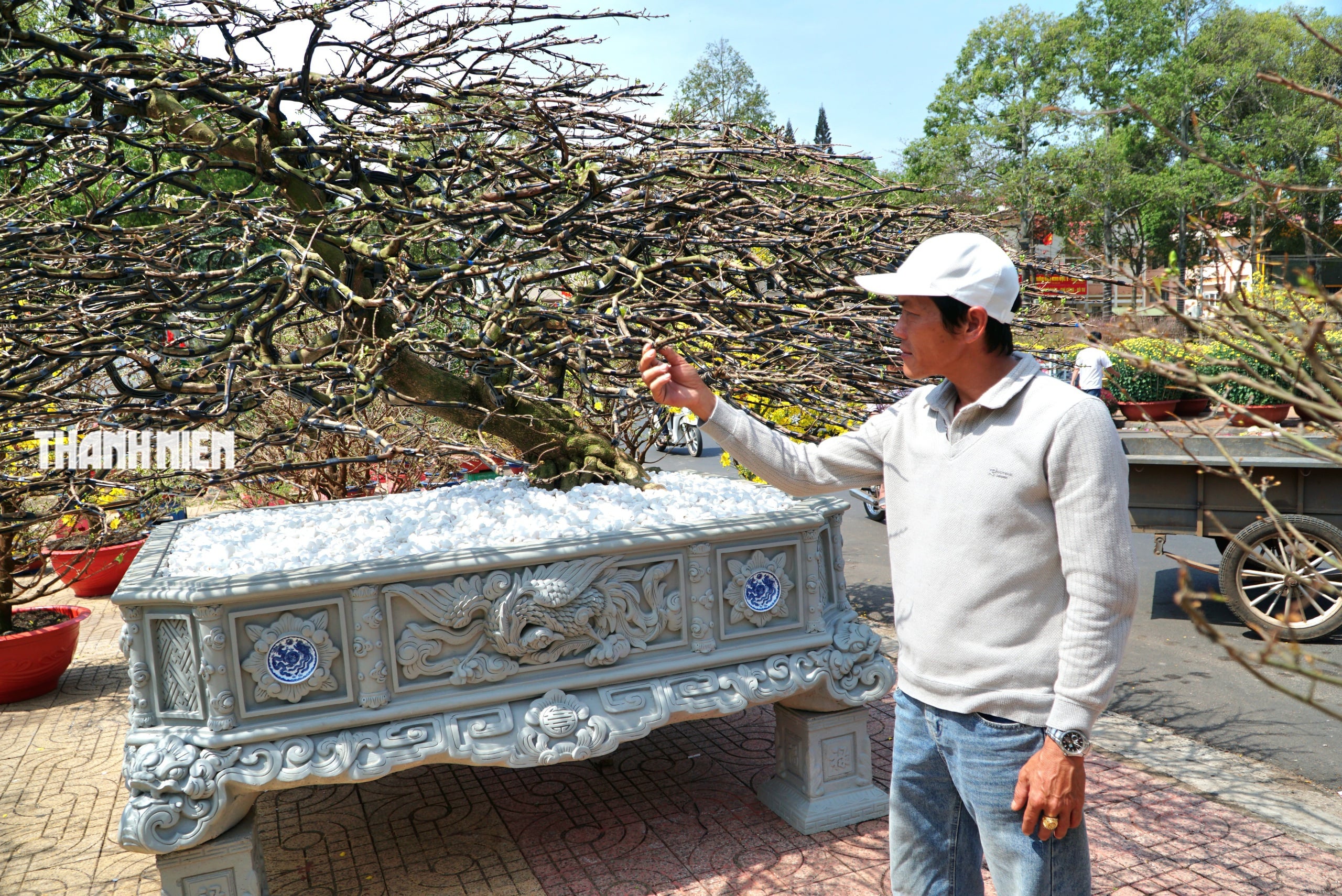 Chiêm ngưỡng dàn mai cổ thụ tiền tỉ tại chợ hoa Tết Bính Ngọ - Ảnh 2.