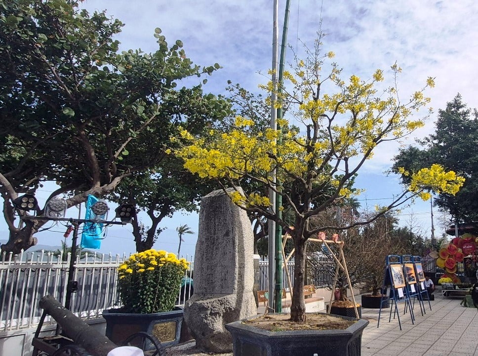 Khanh Hoa: I colori vivaci della primavera, la radiosa città costiera - foto 2