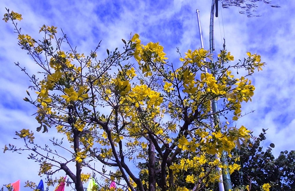 Khanh Hoa: vibrante dei colori della primavera, radiosa città costiera - foto 4