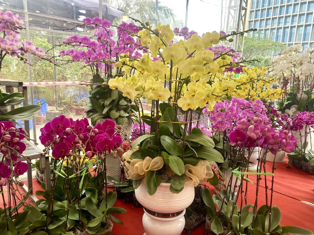 Rực rỡ sắc hoa xuân đón Tết - Ảnh 10.