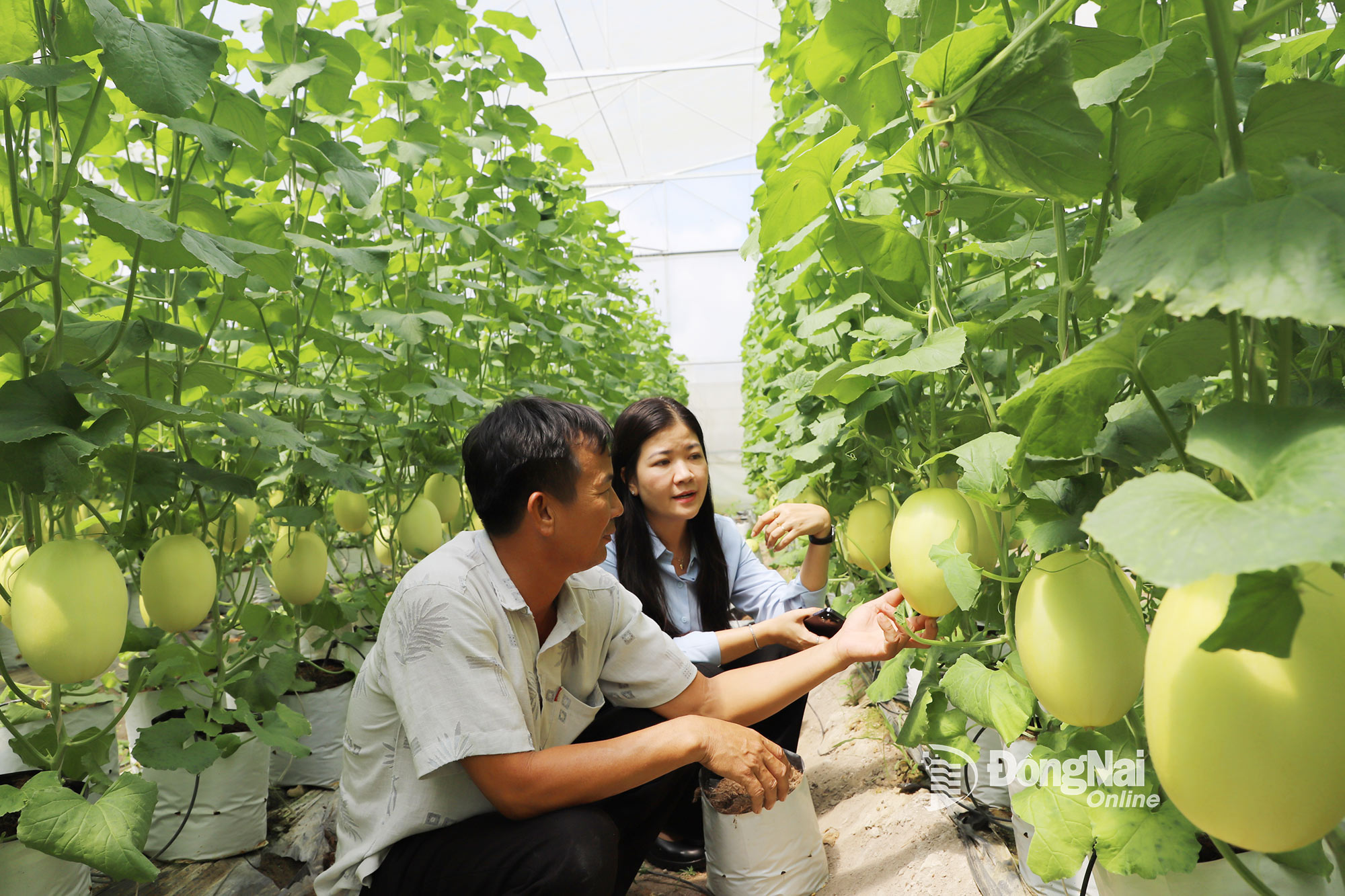A model of applying high technology in growing cantaloupe by people in Xuan Thanh commune, Dong Nai province. Photo: Binh Nguyen.