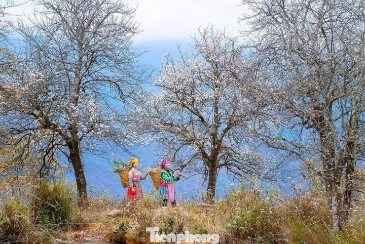 درختان زالزالک باستانی، صدها سال قدمت، در روستای نام نگپ.