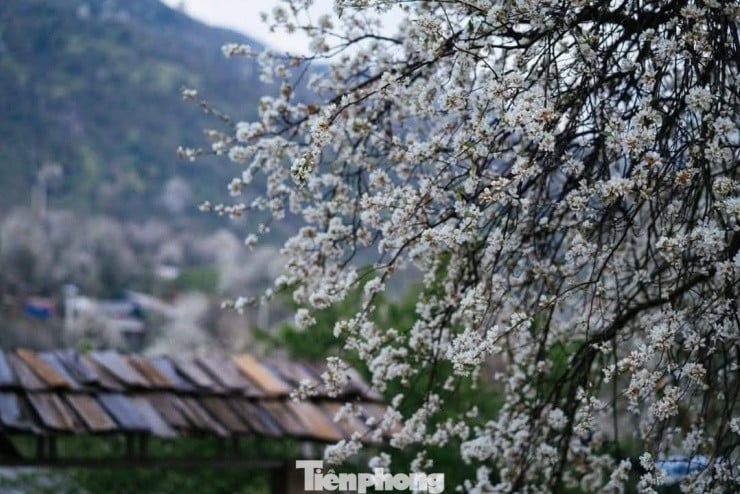 نمای نزدیکی از زیبایی بکر گل زالزالک با پنج گلبرگ ظریف و مادگی زرد رنگش.