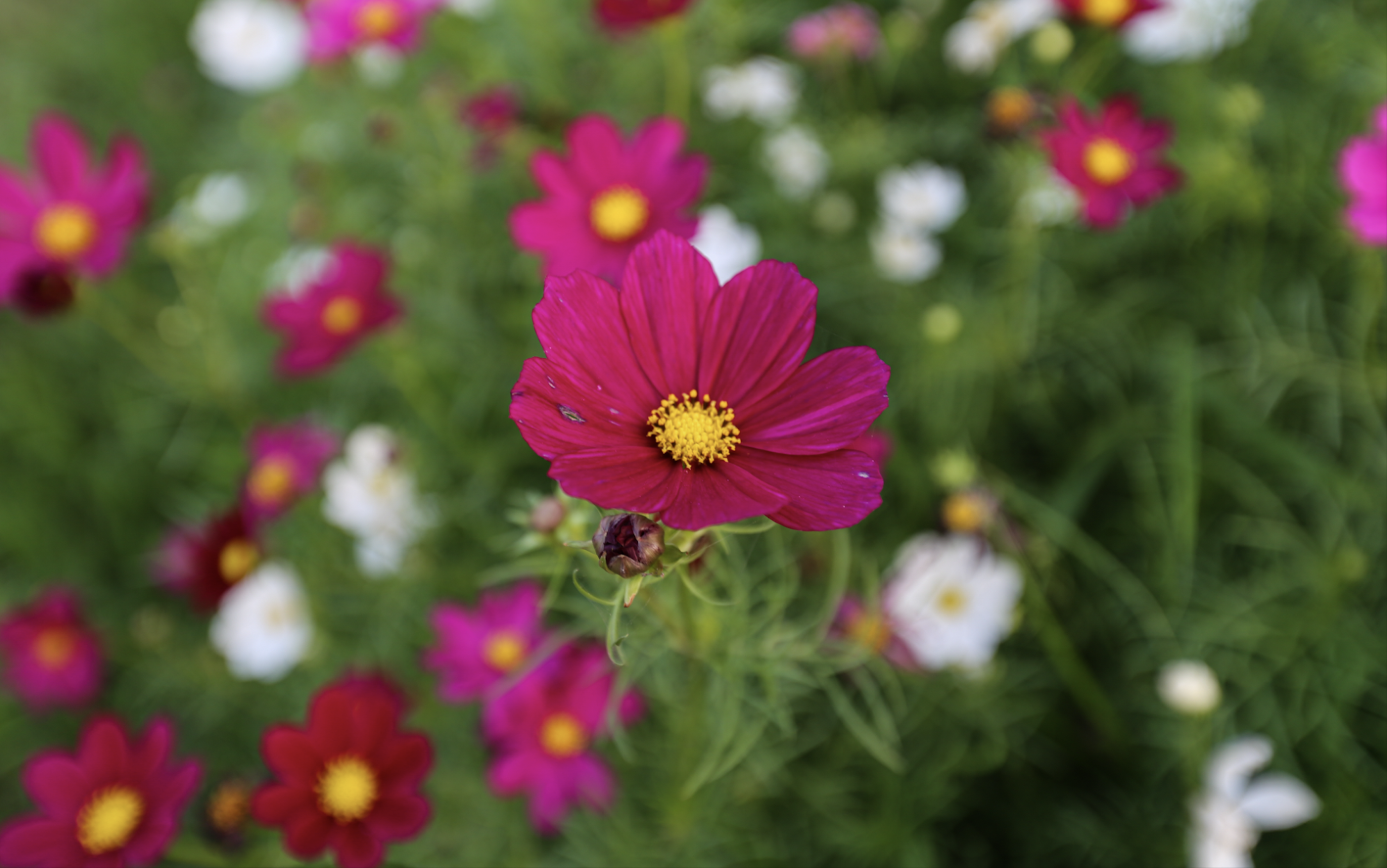 De adembenemende velden met cosmosbloemen in Ca Mau.