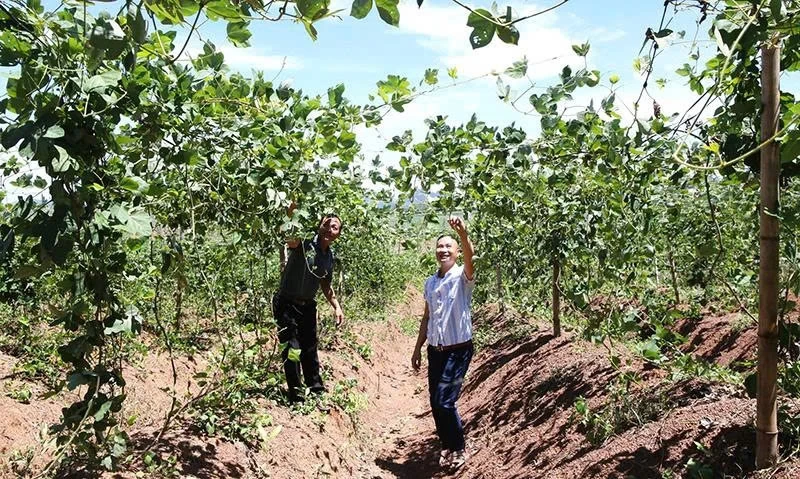 Les coopératives agricoles créent des avancées majeures grâce au regroupement et à la concentration des terres.