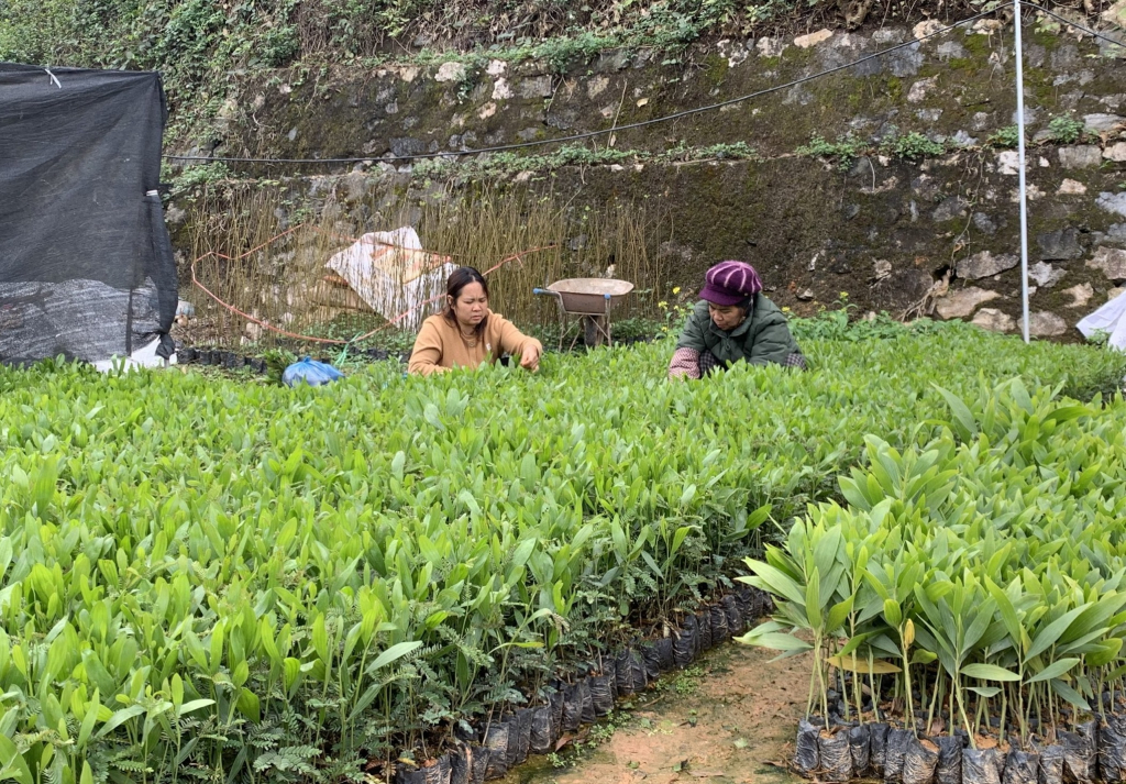 Vườn ươm  chuẩn bị cây giống phục vụ người dân trồng rừng năm 2026.
