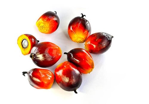Thị trường dầu thực vật ghi nhận sự biến động về giá và tồn kho trong phiên giao dịch tháng 2