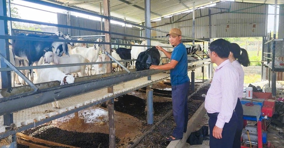 ông Võ Chí Cường cũng ở xã Thuận Bắc đã sử dụng 100 triệu đồng từ chương trình hộ mới thoát nghèo để phát triển trang trại nuôi dê 