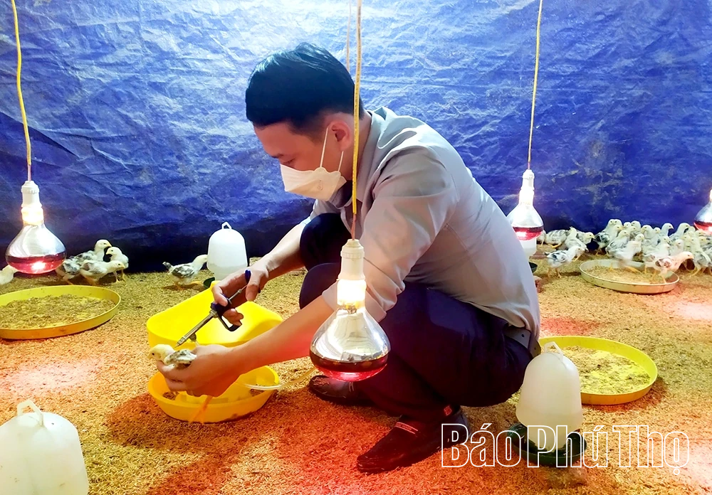 Xã hội hóa tiêm phòng giúp phát triển chăn nuôi bền vững
