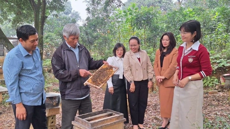 Ninh Binh eyaleti, Ly Thuong Kiet mahallesi, Dong Son köyündeki Lien Son Arıcılık Kooperatifi yetkilileri ve üyeleri, bal arıcılığı konusunda deneyim alışverişinde bulundular.