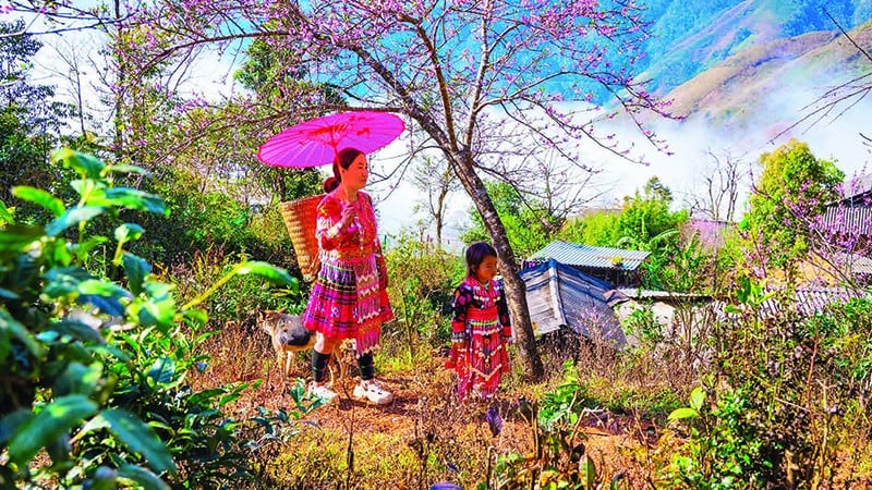 شکوفه‌های هلو وحشی با رنگ‌های پر جنب و جوش خود، از رسیدن بهار استقبال می‌کنند.