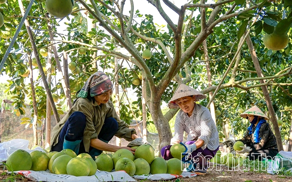 Mùa bưởi chín - thơm hương Tết