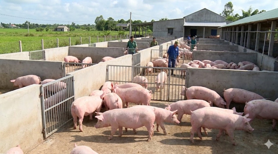 Preços da carne suína em 12 de fevereiro de 2026: Demanda em alta, mercado mantém preços elevados acima de 70.000 VND/kg.