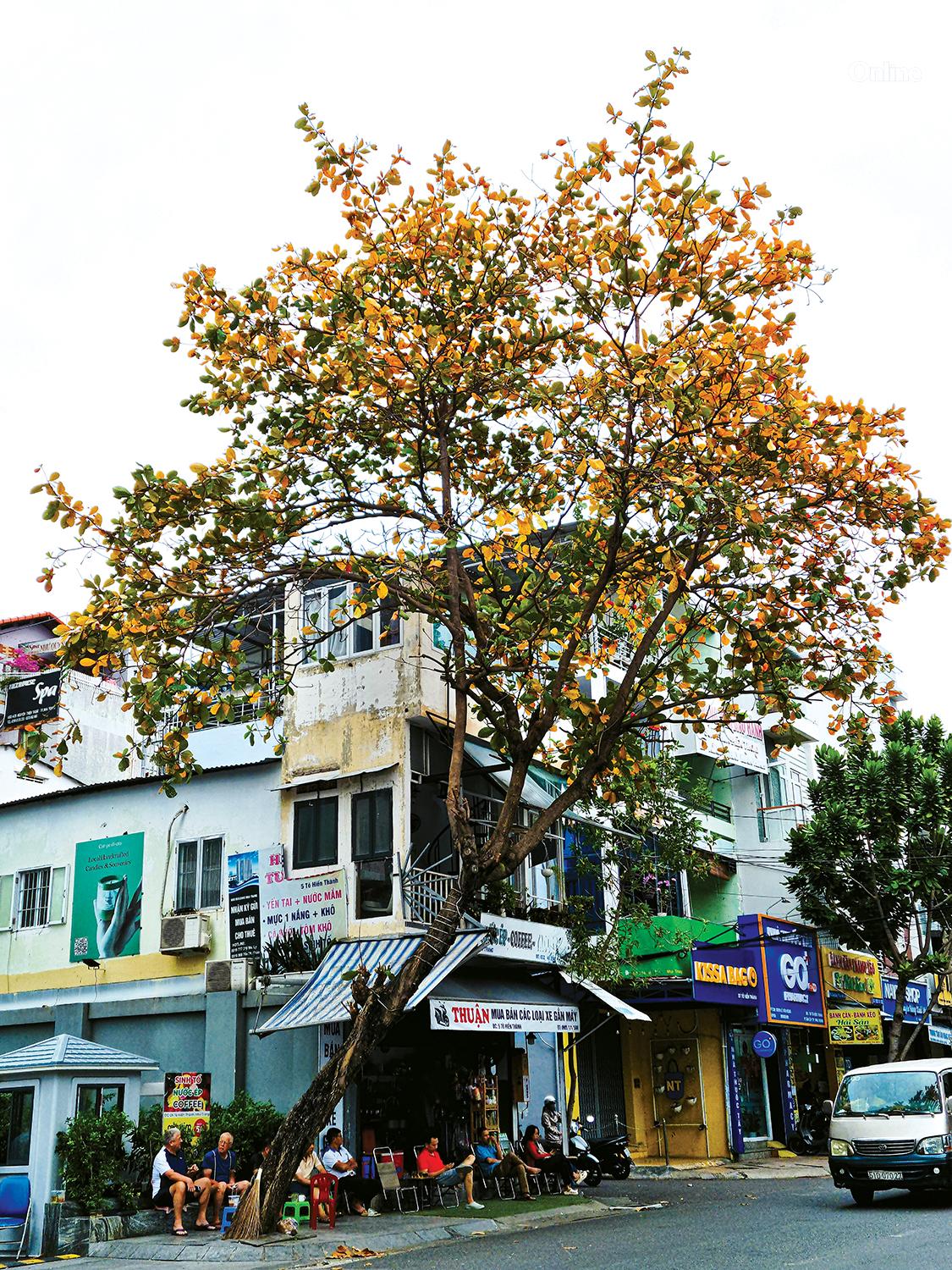 ແສງແດດທີ່ສວຍງາມ, ທະເລສີຟ້າ, ທຳມະຊາດທີ່ອ່ອນໂຍນ ແລະ ຈັງຫວະຊີວິດທີ່ປານກາງເຮັດໃຫ້ຍາຈາງເປັນສະຖານທີ່ທີ່ທຸກຄົນຕົກຫລຸມຮັກ.