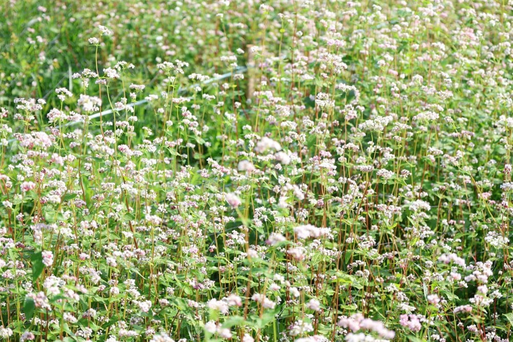 ソバの花は伝統的にハザン省の岩だらけの高原と結び付けられる種であるが、クアンガイ省に持ち込まれて植えられ、春の景色の新たなハイライトとなっている。