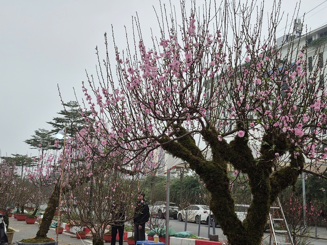 Die leuchtend rosa Pfirsichblüten tragen den Hauch des Frühlings und die Hoffnung auf ein neues Jahr in sich.