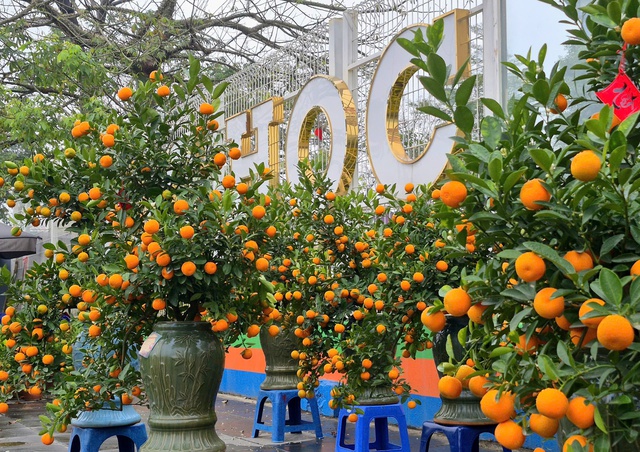 Der mit Früchten behängte Tứ Liên Kumquatbaum symbolisiert Fülle und Wohlstand.
